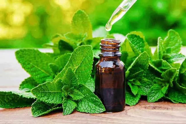 Tinh Dầu Bạc Hà Là Gì Nguồn Gốc Và Đặc Điểm Độc Đáo
