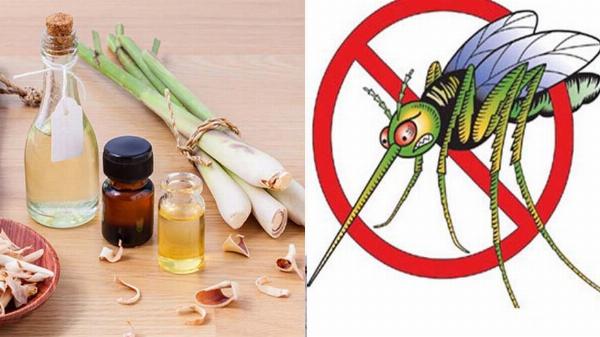 Hướng dẫn sử dụng tinh dầu chống muỗi an toàn và hiệu quả